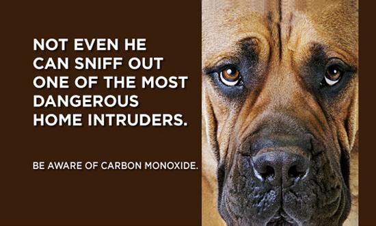 carbon-monoxide-dog